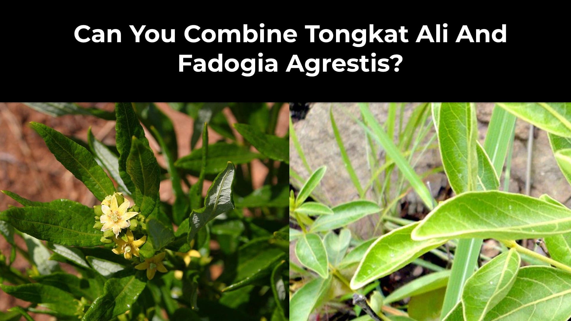 Should You Or Can You Combine Tongkat Ali And Fadogia Agrestis?