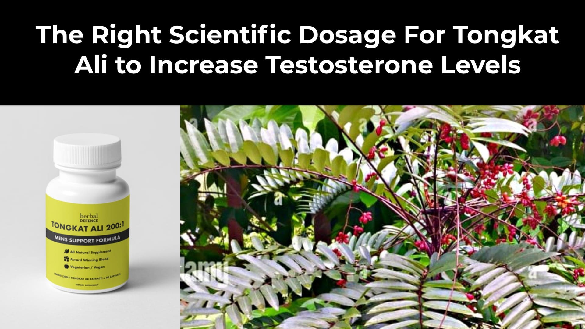 The Right Scientific Dosage For Tongkat Ali to Increase Testosterone Levels